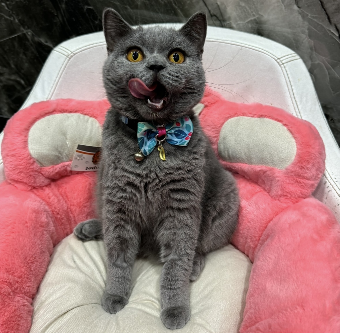 Пациент кошка